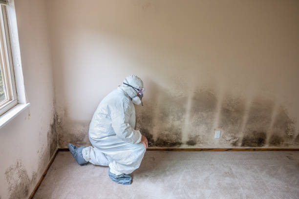 Best Water Damage & Mold Remediation  in Tyndall, SD